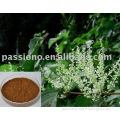Very hot selling used for treating blood vessel disease Polygonum Cuspidatum Extract Resveratrol by HPLC